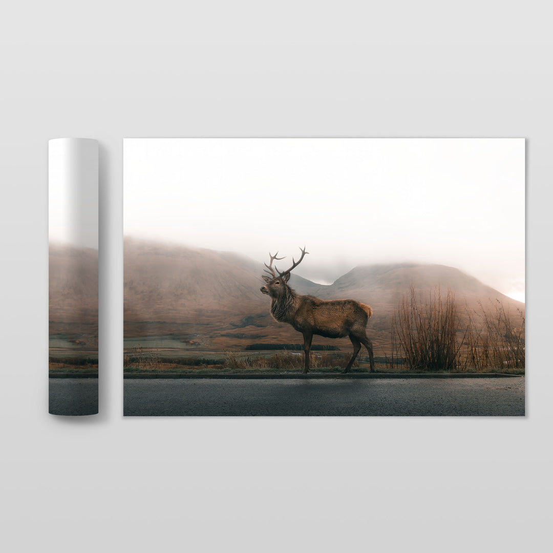 STAG / DEER