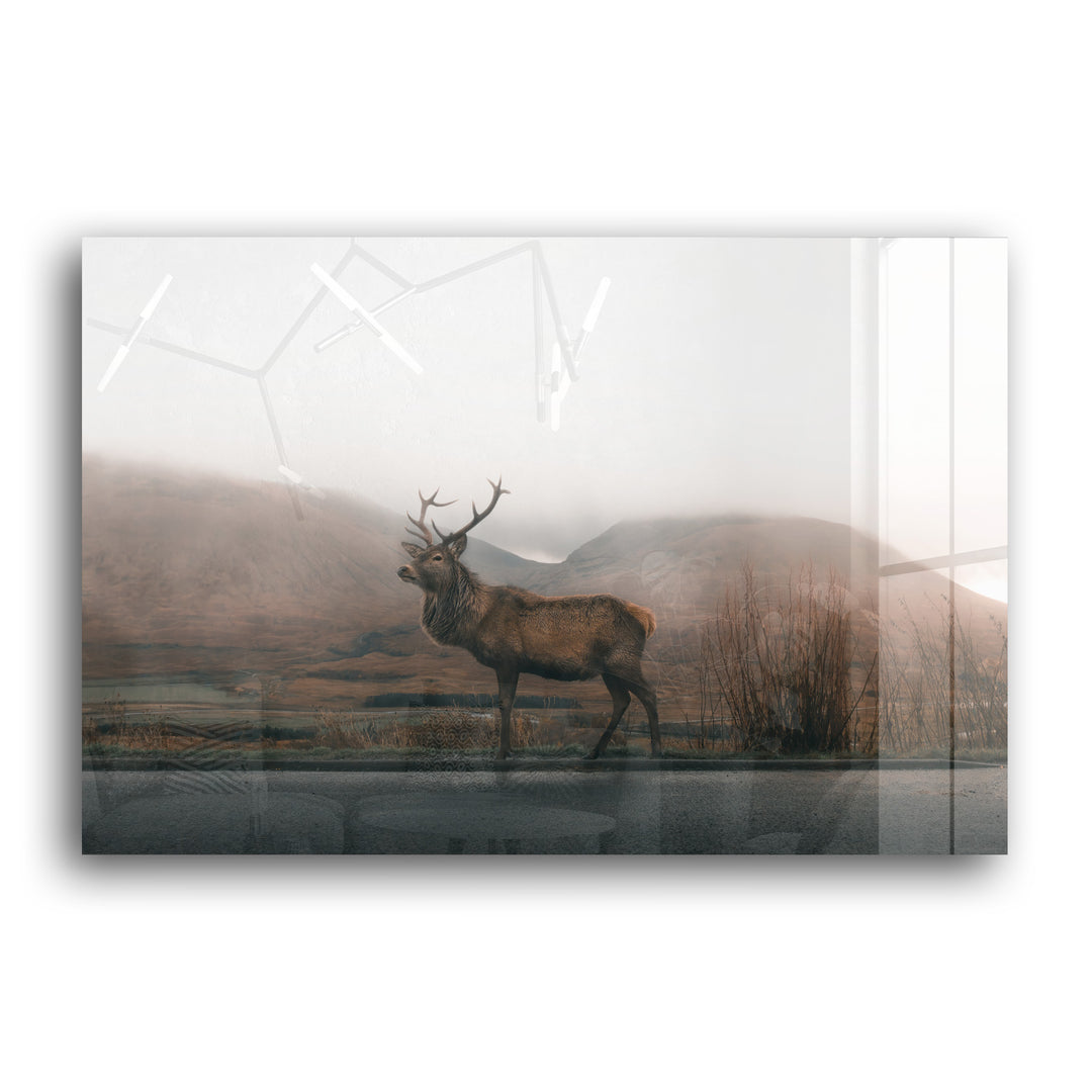 STAG / DEER