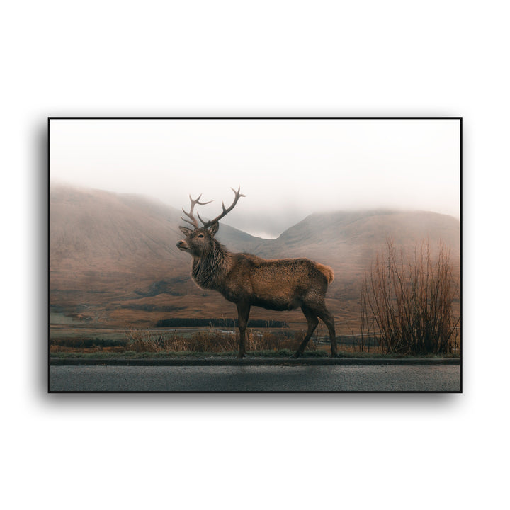 STAG / DEER