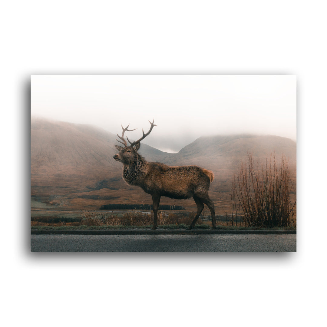 STAG / DEER